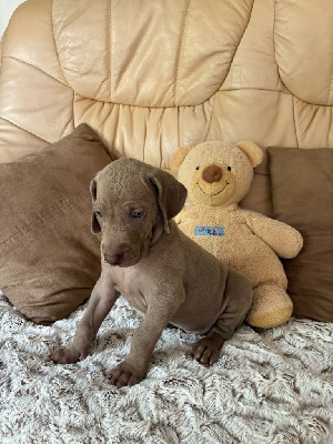 CHIOT 4