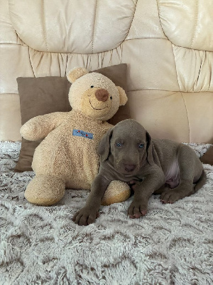 CHIOT 6