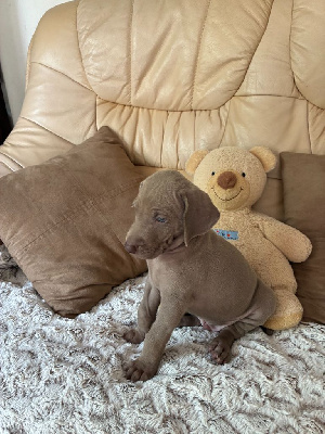 CHIOT 8