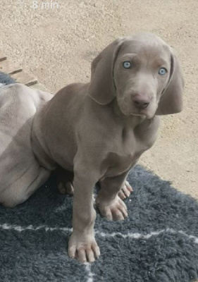 CHIOT 2