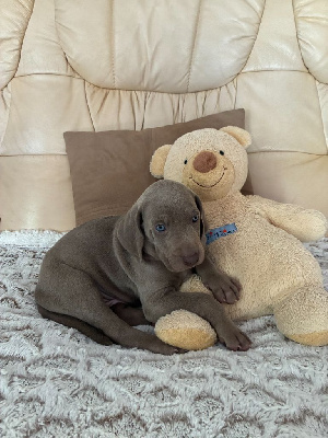 CHIOT 1