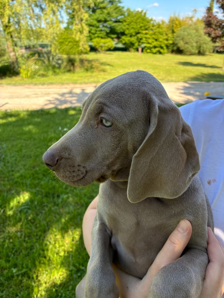 de la Vieille Barque - Chiots disponibles - Braque de Weimar