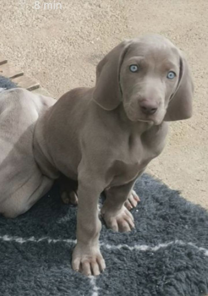 de la Vieille Barque - Chiots disponibles - Braque de Weimar